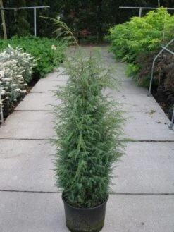 Jeneverbes (Juniperus Communis 'Hibernica') -Aanbiedingen Groene Hekken Winkel 20120215132223 7