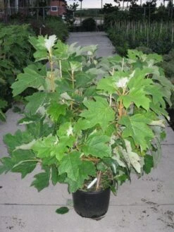 Eikenbladhortensia (Hydrangea Quercifolia) -Aanbiedingen Groene Hekken Winkel 20120215133849 6 1