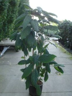 Fluweelhortensia (Hydrangea Aspera 'Macrophylla') -Aanbiedingen Groene Hekken Winkel 20120215134833 6