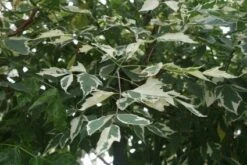 Vederesdoorn Als Boom (Acer Negundo 'Flamingo') -Aanbiedingen Groene Hekken Winkel 20120215154305 11 1