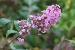 Vlinderstruik (Buddleja Davidii 'Pink Delight') -Aanbiedingen Groene Hekken Winkel 20120215162826 3
