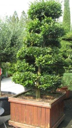 Camelia Als Bonsai (Camellia Sasanqua)