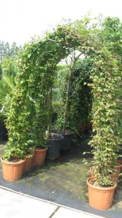 Haagbeuk In Boogvorm (Carpinus Betulus 'Fastigiata' ) -Aanbiedingen Groene Hekken Winkel 20120215163345 1