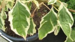 Reuzenkornoelje (Cornus Controversa 'Variegata') -Aanbiedingen Groene Hekken Winkel 20120215164859 7