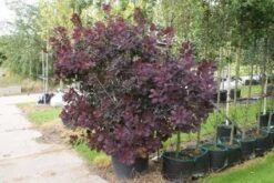 Pruikenboom Als Struik (Cotinus Coggygria 'Royal Purple') 13 Pruikenboom Als Struik (Cotinus Coggygria 'Royal Purple') -Aanbiedingen Groene Hekken Winkel 20120216092431 15