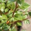 Dwergmispel (Cotoneaster Franchetii) -Aanbiedingen Groene Hekken Winkel 20120216092723 3