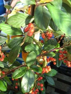 Dwergmispel (Cotoneaster Lacteus) -Aanbiedingen Groene Hekken Winkel 20120216092938 3