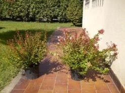 Abelia (Abelia Grandiflora) -Aanbiedingen Groene Hekken Winkel 20120216112539 9