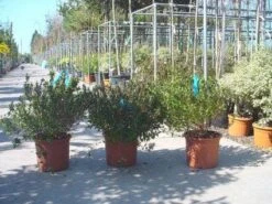 Abelia (Abelia Grandiflora) -Aanbiedingen Groene Hekken Winkel 20120216112651 9