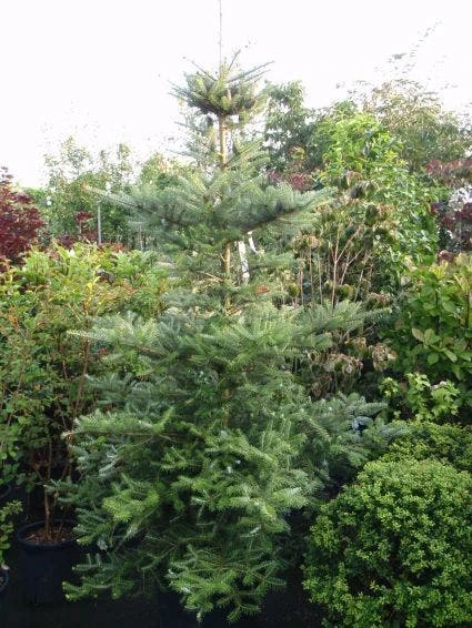 Koreaanse Zilverspar (Abies Koreana) 12 Koreaanse Zilverspar (Abies Koreana) - Afbeelding 10