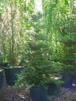 Koreaanse Zilverspar (Abies Koreana) 31 Koreaanse Zilverspar (Abies Koreana) -Aanbiedingen Groene Hekken Winkel 20120216113327 6