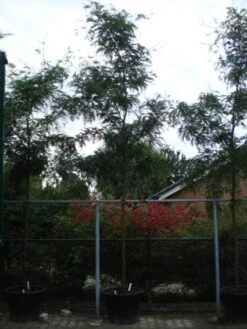 Geelbladige Christusdoorn (Gleditsia Triacanthos 'Sunburst') 23 Geelbladige Christusdoorn (Gleditsia Triacanthos 'Sunburst') -Aanbiedingen Groene Hekken Winkel 20120217133230 13