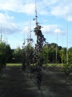 Rode Treurbeuk (Fagus Sylvatica 'Purple Fountain') -Aanbiedingen Groene Hekken Winkel 20120217134500 11