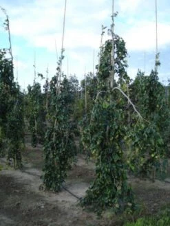 Treurbeuk (Fagus Sylvatica 'Pendula') -Aanbiedingen Groene Hekken Winkel 20120217134533 14