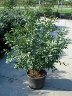 Kardinaalshoed (Euonymus Alatus 'Compactus') 15 Kardinaalshoed (Euonymus Alatus 'Compactus') -Aanbiedingen Groene Hekken Winkel 20120217135206 12