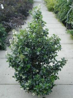 Escallonia (Escallonia 'Iveyi') -Aanbiedingen Groene Hekken Winkel 20120217135540 3