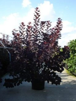 Pruikenboom Als Struik (Cotinus Coggygria 'Royal Purple') 12 Pruikenboom Als Struik (Cotinus Coggygria 'Royal Purple') -Aanbiedingen Groene Hekken Winkel 20120218101140 15