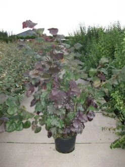 Rode Hazelaar (Corylus Maxima 'Purpurea') -Aanbiedingen Groene Hekken Winkel 20120218101252 50 10