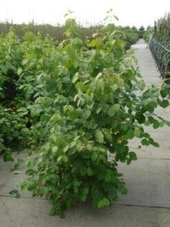 Kornoelje (Cornus Sanguinea 'Winter Beauty) -Aanbiedingen Groene Hekken Winkel 20120218101628 1