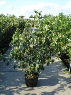 Japanse Kornoelje (Cornus Kousa) 12 Japanse Kornoelje (Cornus Kousa) -Aanbiedingen Groene Hekken Winkel 20120218102230 60 12