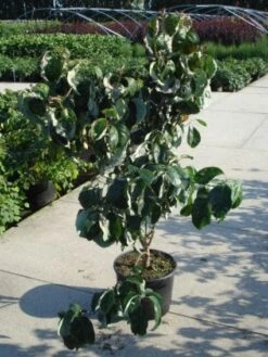 Amerikaanse Kornoelje (Cornus Florida 'Rubra') -Aanbiedingen Groene Hekken Winkel 20120218102305 7 2