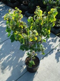 Kornoelje Op Stam (Cornus Florida 'Rainbow') -Aanbiedingen Groene Hekken Winkel 20120218102340 1 1