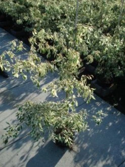 Reuzenkornoelje (Cornus Controversa 'Variegata') -Aanbiedingen Groene Hekken Winkel 20120218102419 7