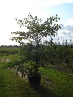 Reuzenkornoelje (Cornus Controversa 'Variegata') -Aanbiedingen Groene Hekken Winkel 20120218102618 11