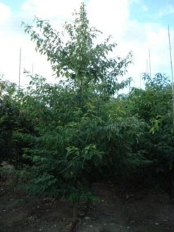 Reuzenkornoelje (Cornus Controversa 'Variegata') -Aanbiedingen Groene Hekken Winkel 20120218102727 11