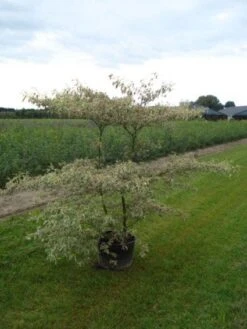 Kornoelje (Cornus Alternifolia 'Argentea') -Aanbiedingen Groene Hekken Winkel 20120218102845 2