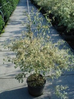 Kornoelje (Cornus Alternifolia 'Argentea') -Aanbiedingen Groene Hekken Winkel 20120218102902 2