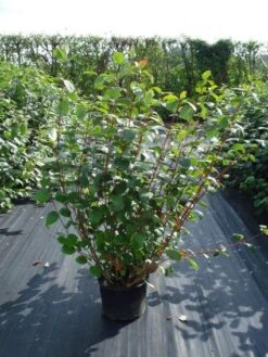 Kornoelje (Cornus Alba 'Sibirica') -Aanbiedingen Groene Hekken Winkel 20120218103207 6 1