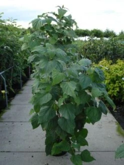 Pindakaasboom (Clerodendrum Trichotomum Fargesii) -Aanbiedingen Groene Hekken Winkel 20120218103656 2