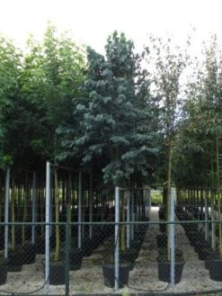 Katsoera Als Boom (Cercidiphyllum Japonicum) -Aanbiedingen Groene Hekken Winkel 20120218104620 7