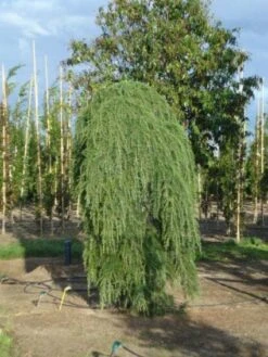 Treurceder (Cedrus Deodara 'Pendula') -Aanbiedingen Groene Hekken Winkel 20120218104745 13