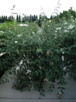 Vlinderstruik (Buddleja Davidii 'White Profusion') 17 Vlinderstruik (Buddleja Davidii 'White Profusion') -Aanbiedingen Groene Hekken Winkel 20120218105604 3