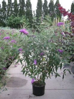 Vlinderstruik (Buddleja Davidii 'Pink Delight') -Aanbiedingen Groene Hekken Winkel 20120218105635 3