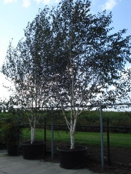 Witte Berk (Betula Utilis 'Doorenbos') 7 Witte Berk (Betula Utilis 'Doorenbos') - Afbeelding 5