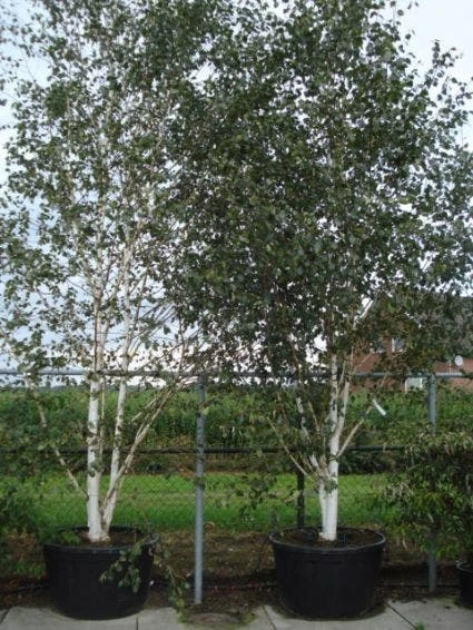 Witte Berk (Betula Utilis 'Doorenbos') 4 Witte Berk (Betula Utilis 'Doorenbos') - Afbeelding 2