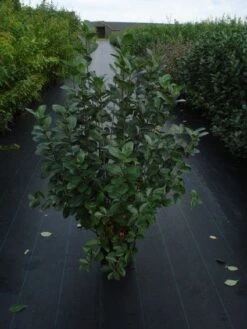 Appelbes (Aronia Melanocarpa) -Aanbiedingen Groene Hekken Winkel 20120218111019 20 4