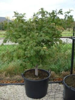 Japanse Esdoorn (Acer Japonicum 'Aconitifolium') -Aanbiedingen Groene Hekken Winkel 20120218111902 10