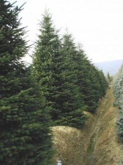 Nordmann-spar (Abies Nordmanniana) 18 Nordmann-spar (Abies Nordmanniana) -Aanbiedingen Groene Hekken Winkel 20120219160156 21