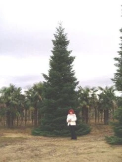 Nordmann-spar (Abies Nordmanniana) 17 Nordmann-spar (Abies Nordmanniana) -Aanbiedingen Groene Hekken Winkel 20120219160228 21