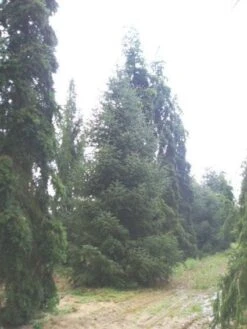 Spaanse Den (Abies Pinsapo 'Glauca') -Aanbiedingen Groene Hekken Winkel 20120219160619 6