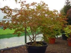 Japanse Esdoorn (Acer Japonicum 'Aconitifolium') -Aanbiedingen Groene Hekken Winkel 20120219161625 10