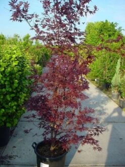 Japanse Esdoorn (Acer Palmatum 'Atropurpureum') -Aanbiedingen Groene Hekken Winkel 20120219161852 9