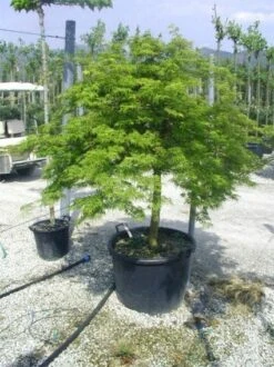 Japanse Esdoorn (Acer Palmatum 'Dissectum') -Aanbiedingen Groene Hekken Winkel 20120219170629 11
