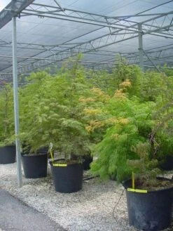 Japanse Esdoorn (Acer Palmatum 'Dissectum') -Aanbiedingen Groene Hekken Winkel 20120219170727 11