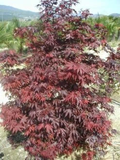 Japanse Esdoorn (Acer Palmatum 'Fireglow') -Aanbiedingen Groene Hekken Winkel 20120220091027 11
