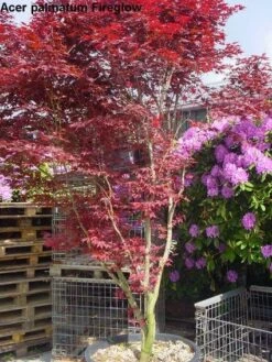 Japanse Esdoorn (Acer Palmatum 'Fireglow') -Aanbiedingen Groene Hekken Winkel 20120220091058 11
